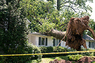 Fallen tree uprooted in a yard after a storm, damaging a residential home